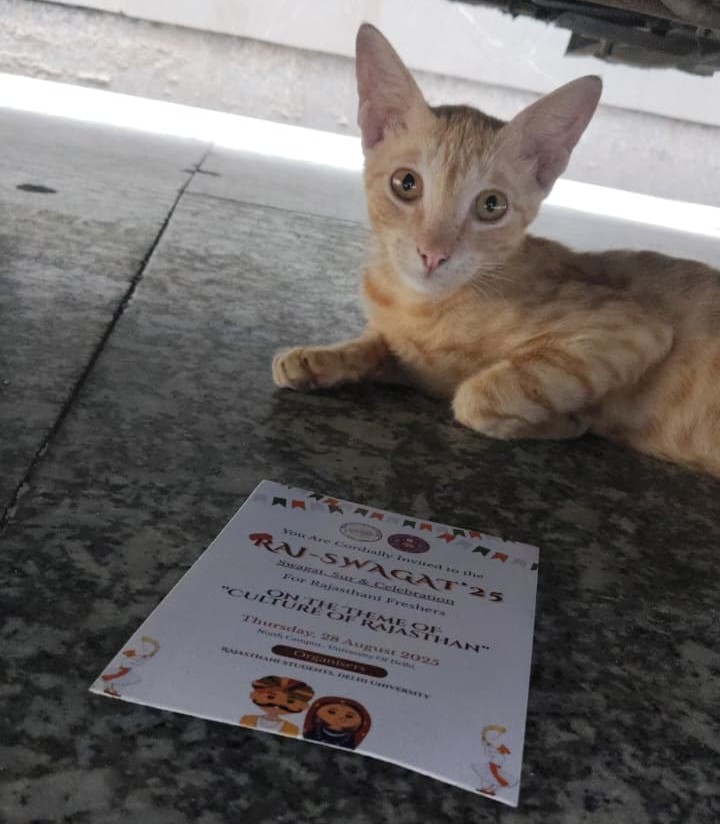 A cat formally invited with a card